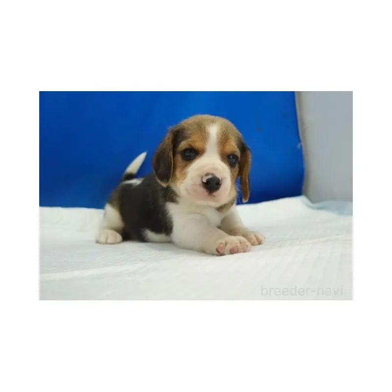販売中の愛知県のビーグル-447599