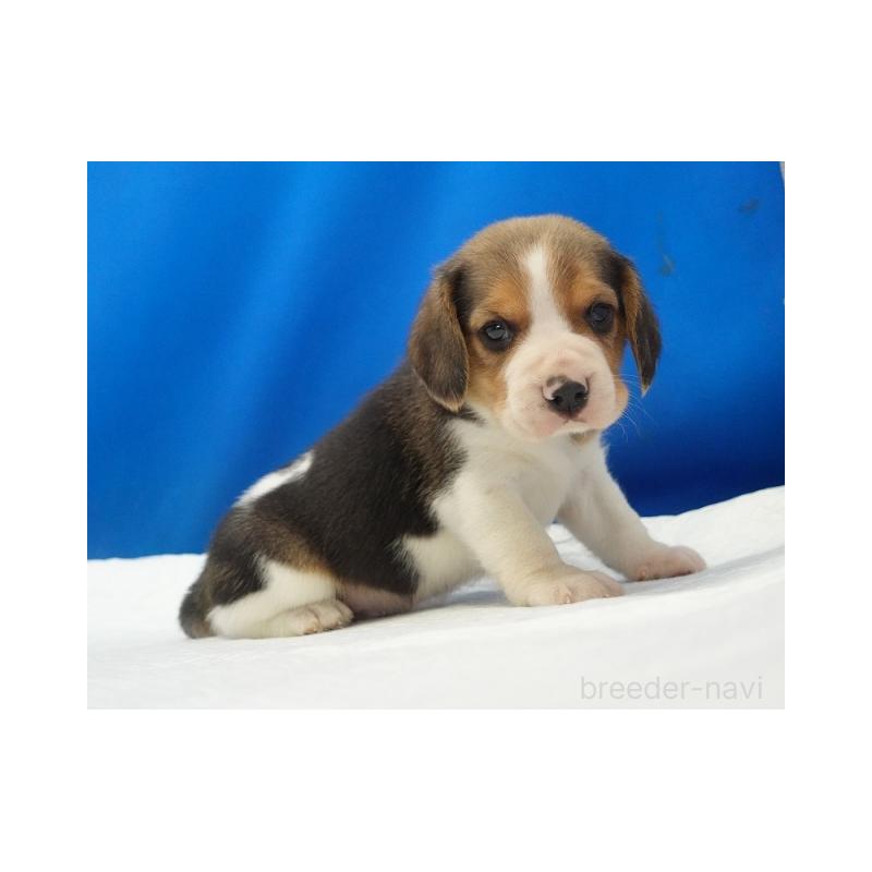 販売中の愛知県のビーグル-447599の2枚目