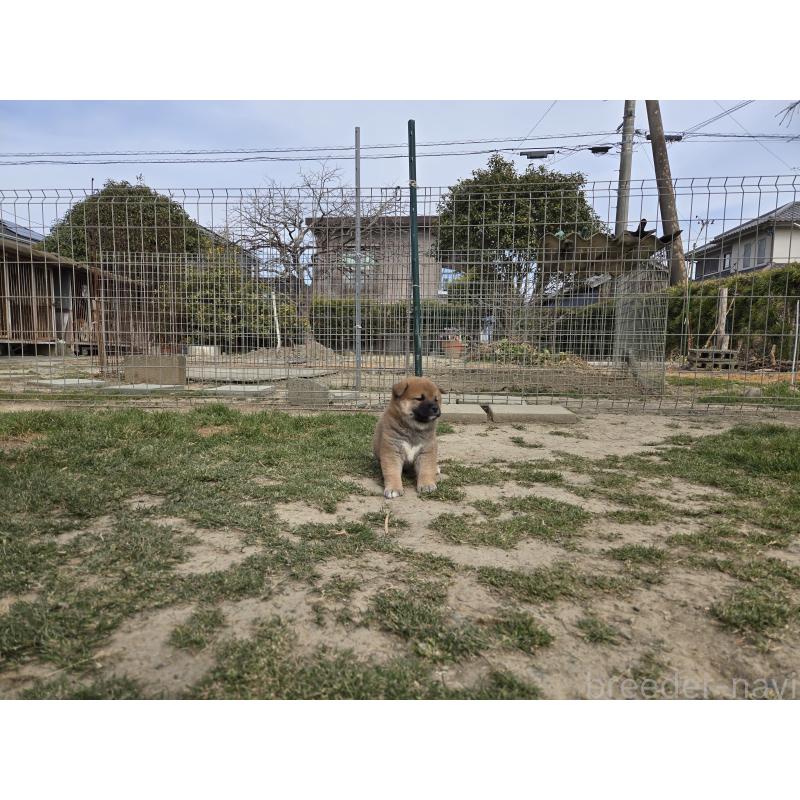 販売中の静岡県の柴犬-447601の4枚目