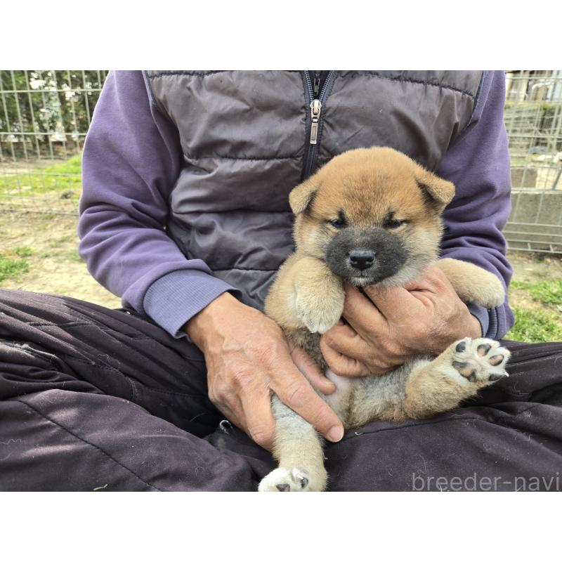 販売中の静岡県の柴犬-447601の3枚目
