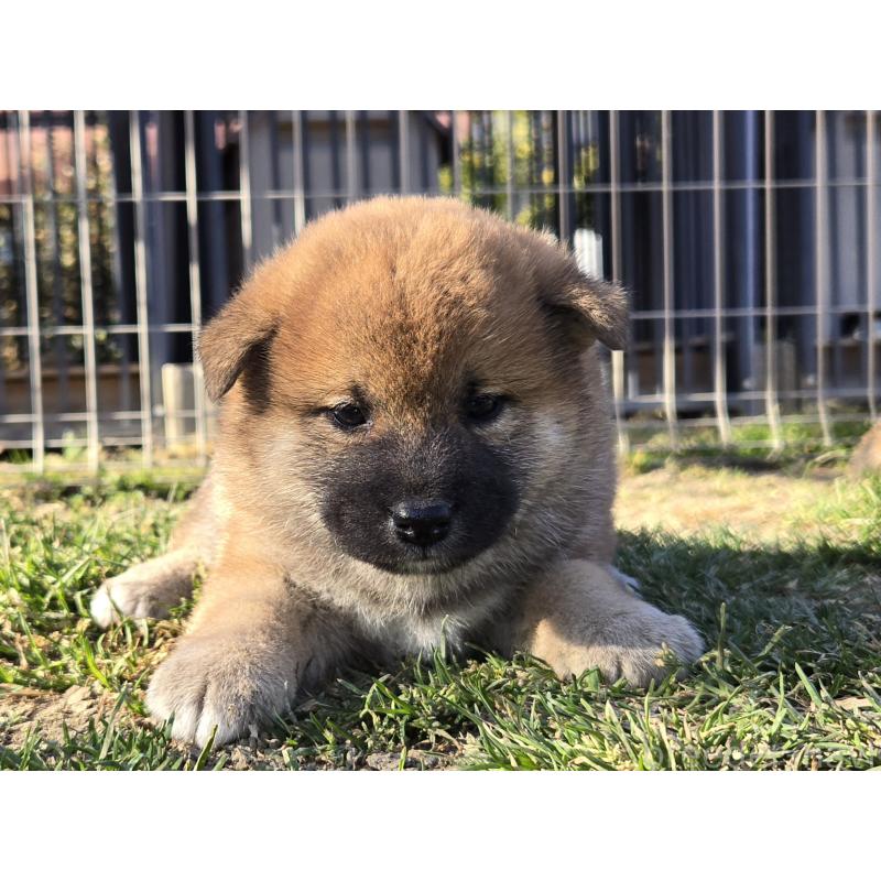 販売中の静岡県の柴犬-447601の2枚目