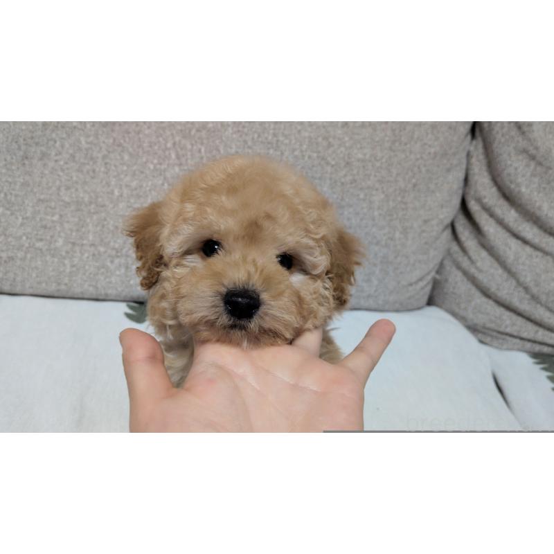 販売中の茨城県のタイニープードル-447600の8枚目