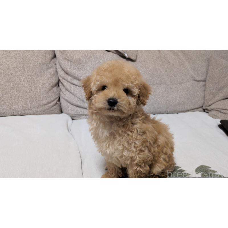 販売中の茨城県のタイニープードル-447600の7枚目