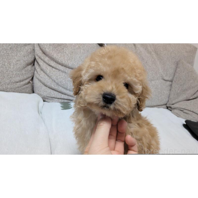 販売中の茨城県のタイニープードル-447600の6枚目