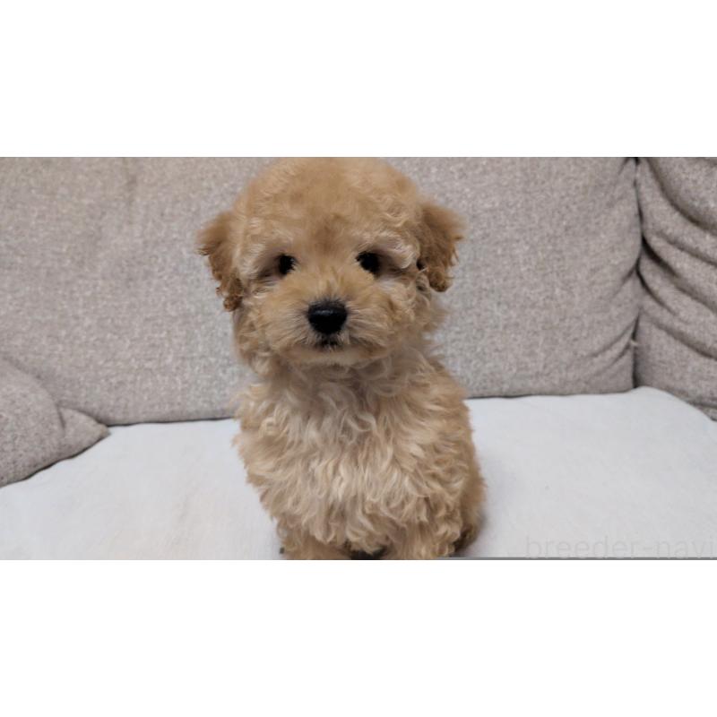 販売中の茨城県のタイニープードル-447600の4枚目