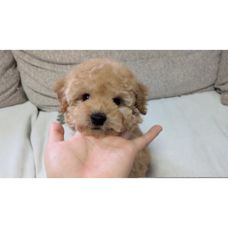 販売中の茨城県のタイニープードル-447600の3枚目