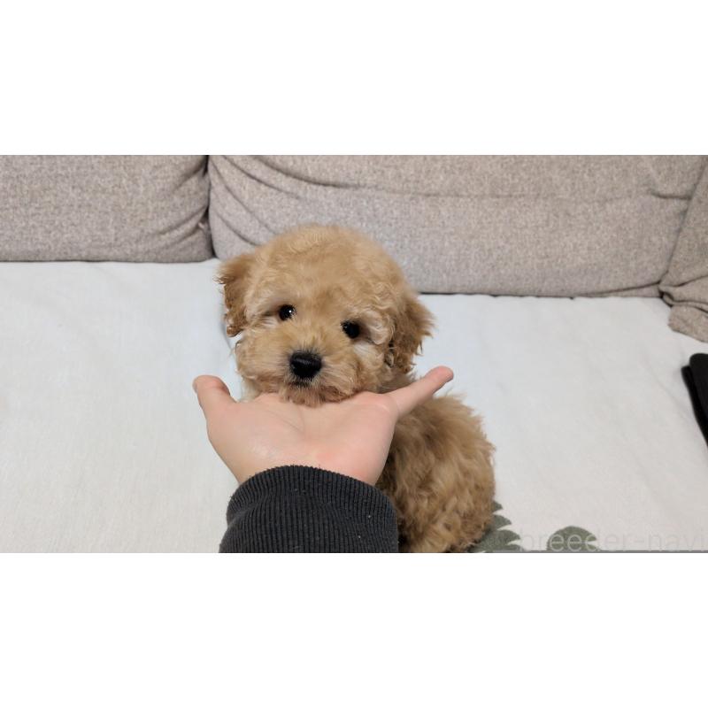 販売中の茨城県のタイニープードル-447600の2枚目