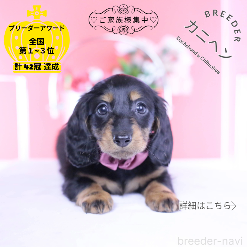 販売中の愛知県のカニンヘンダックスフンド(ロングヘアード)-444716