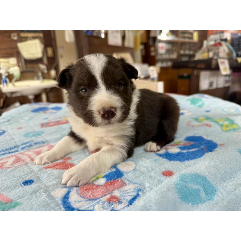 販売中の長野県のボーダーコリー-447602の6枚目