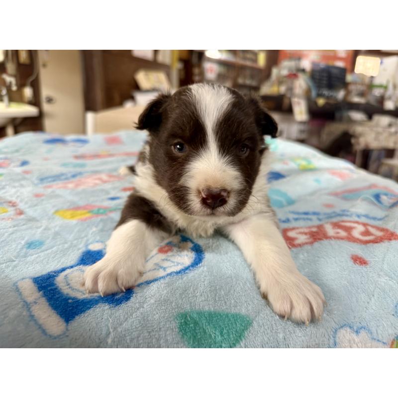 販売中の長野県のボーダーコリー-447602の5枚目