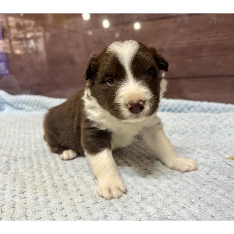 販売中の長野県のボーダーコリー-447602の4枚目