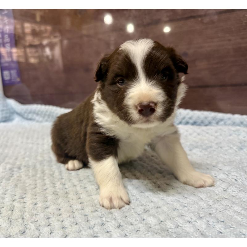 販売中の長野県のボーダーコリー-447602の3枚目