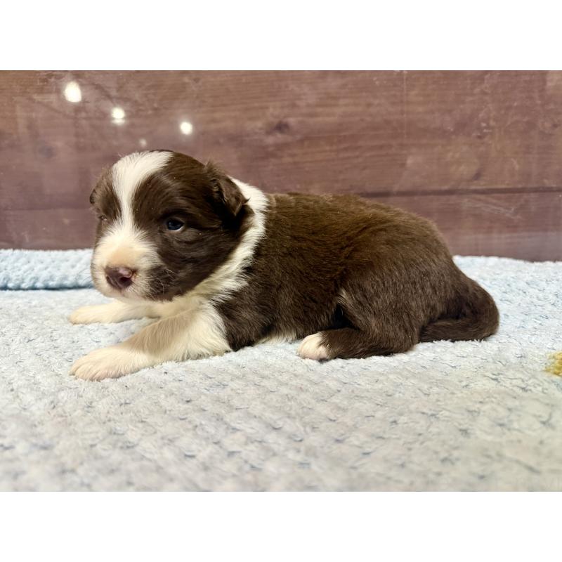 販売中の長野県のボーダーコリー-447602の2枚目