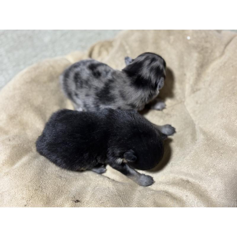 販売中の千葉県のポメラニアン-448297の3枚目