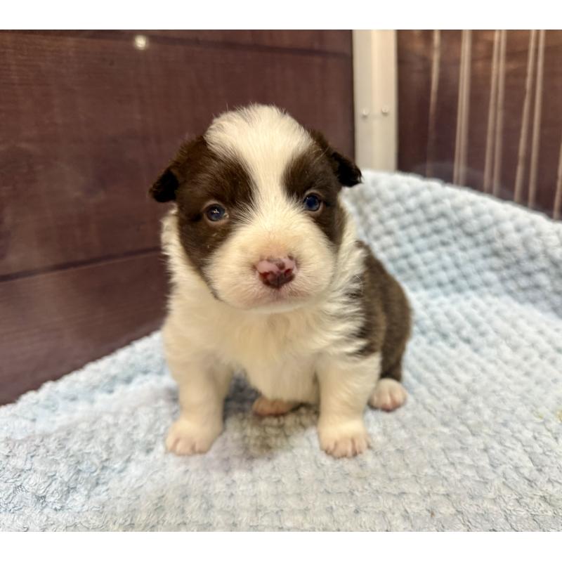 販売中の長野県のボーダーコリー-447604の8枚目