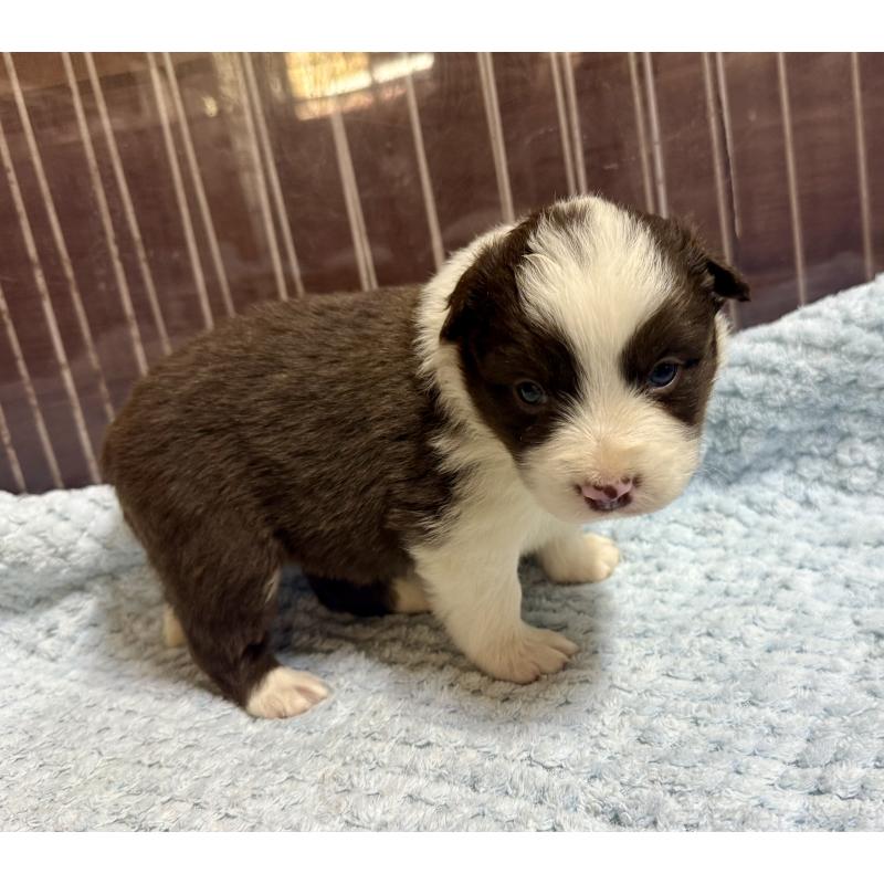 販売中の長野県のボーダーコリー-447604の7枚目