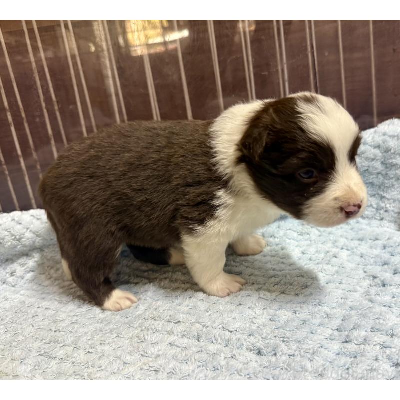 販売中の長野県のボーダーコリー-447604の6枚目