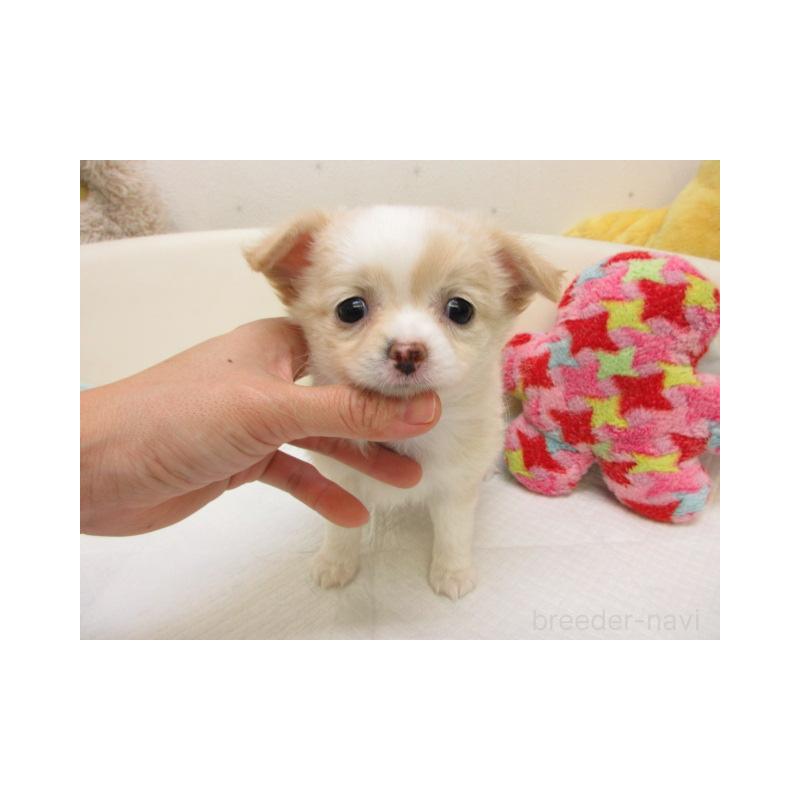 販売中の大阪府のチワワ(ロングコート)-447603の1枚目