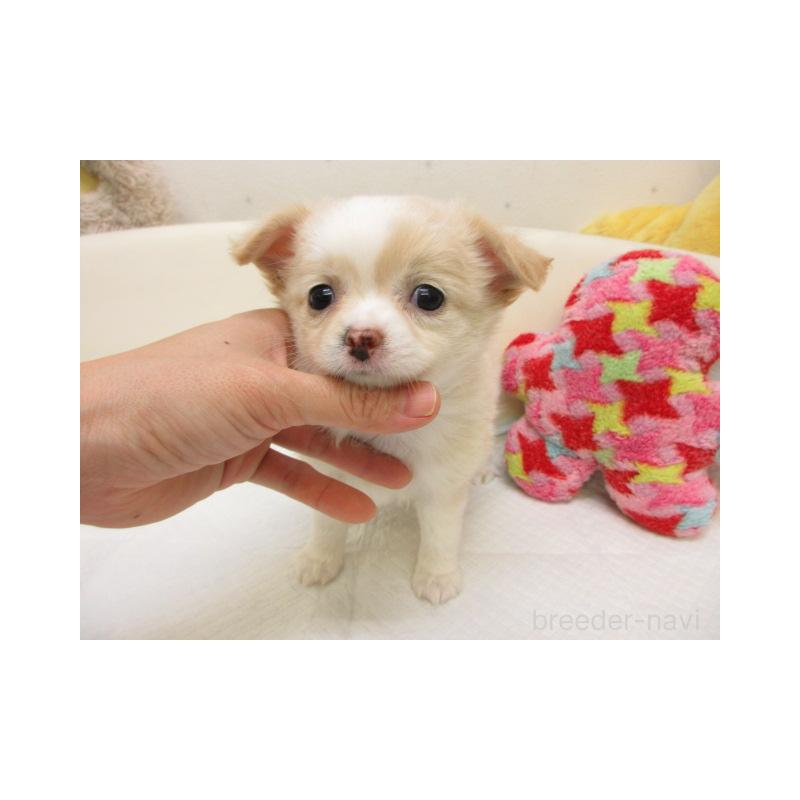 販売中の大阪府のチワワ(ロングコート)-447603の2枚目