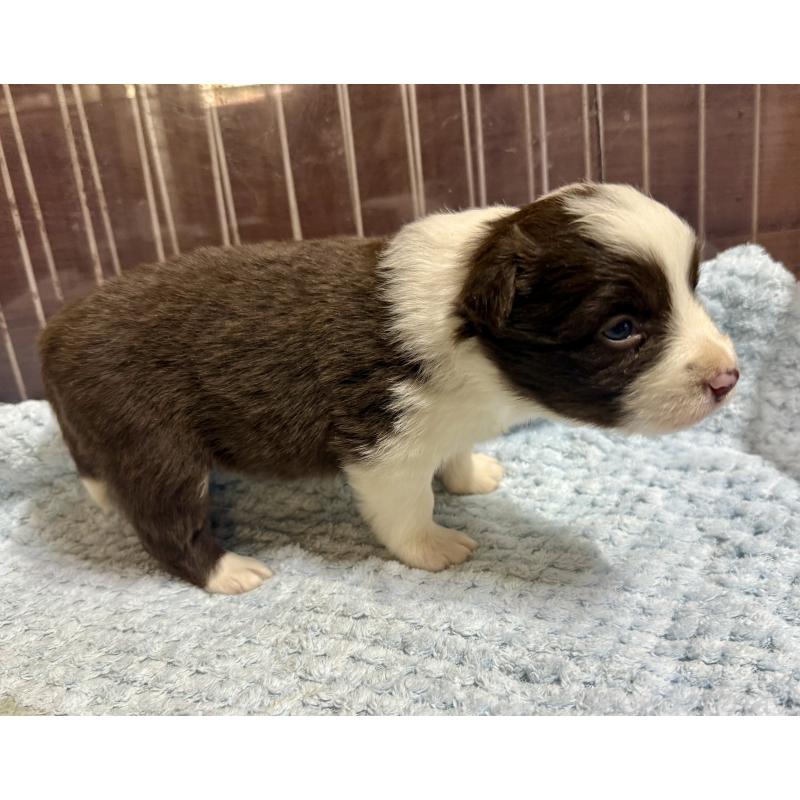 販売中の長野県のボーダーコリー-447604の4枚目