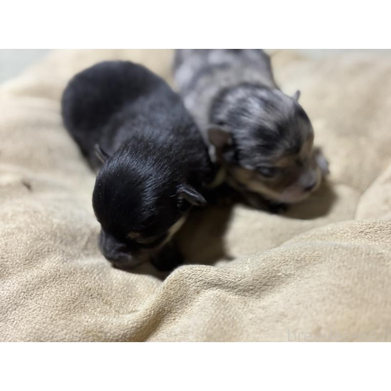 販売中の千葉県のポメラニアン-448298の4枚目