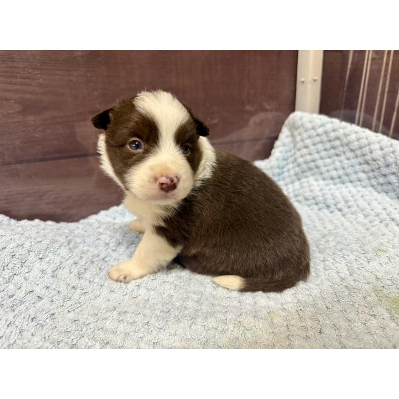 販売中の長野県のボーダーコリー-447604の3枚目