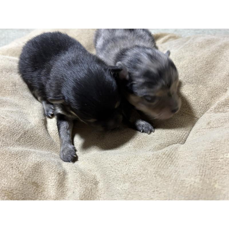 販売中の千葉県のポメラニアン-448298の3枚目