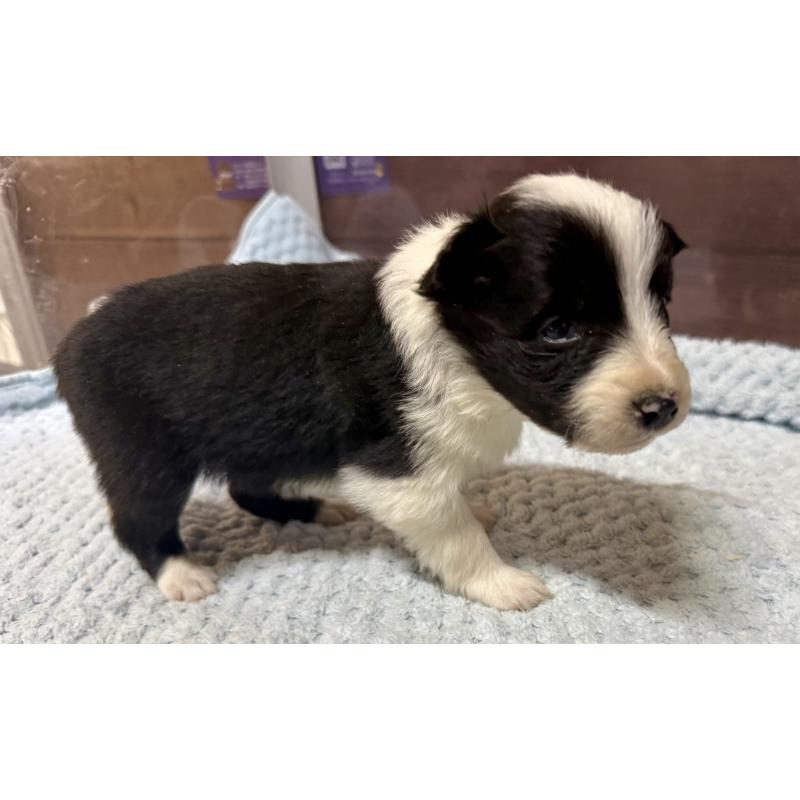 販売中の長野県のボーダーコリー-447605の7枚目