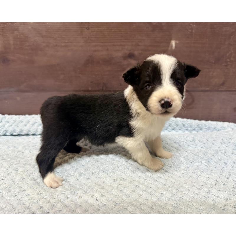 販売中の長野県のボーダーコリー-447605の6枚目