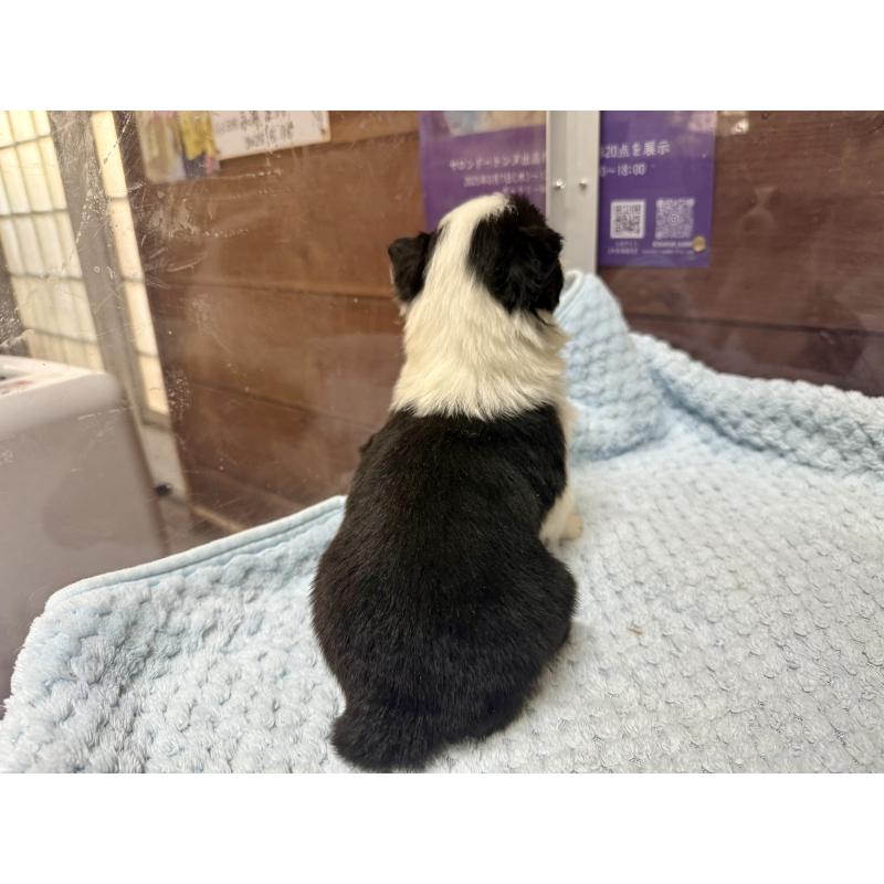 販売中の長野県のボーダーコリー-447605の5枚目