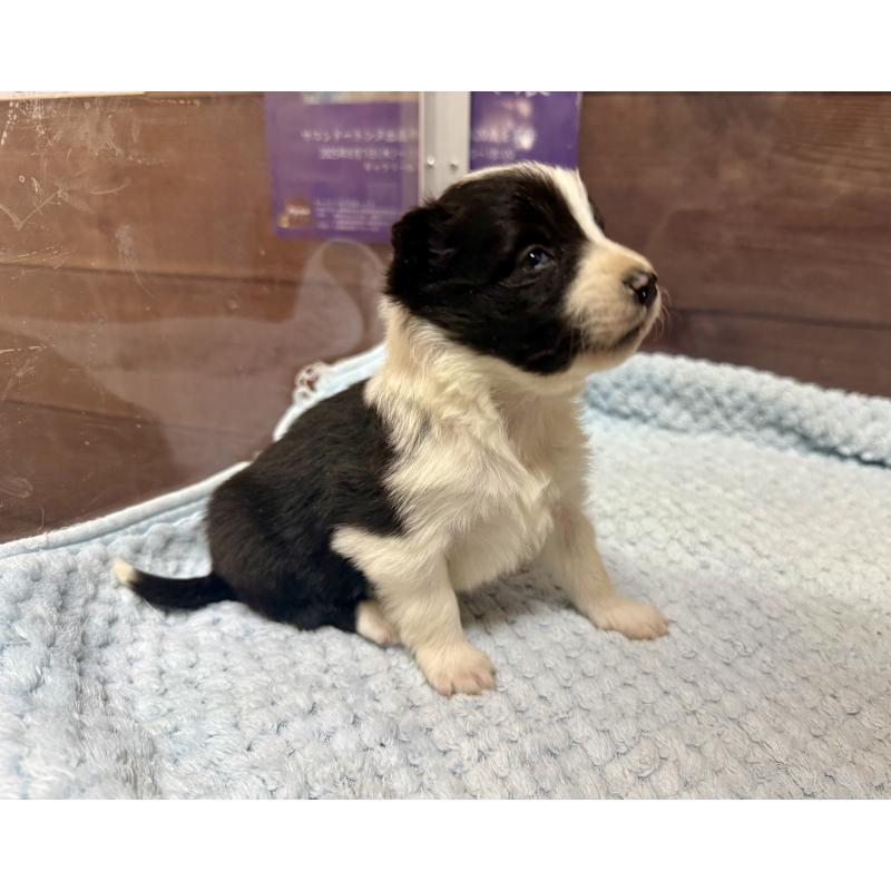 販売中の長野県のボーダーコリー-447605の3枚目