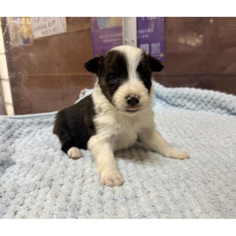 販売中の長野県のボーダーコリー-447605の2枚目