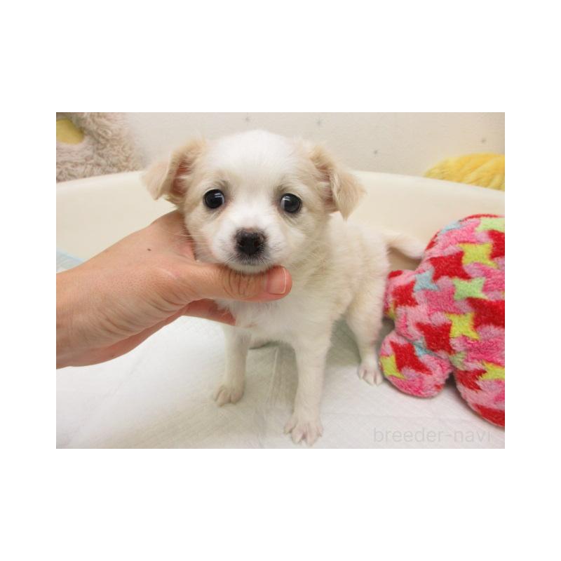 販売中の大阪府のチワワ(ロングコート)-447607