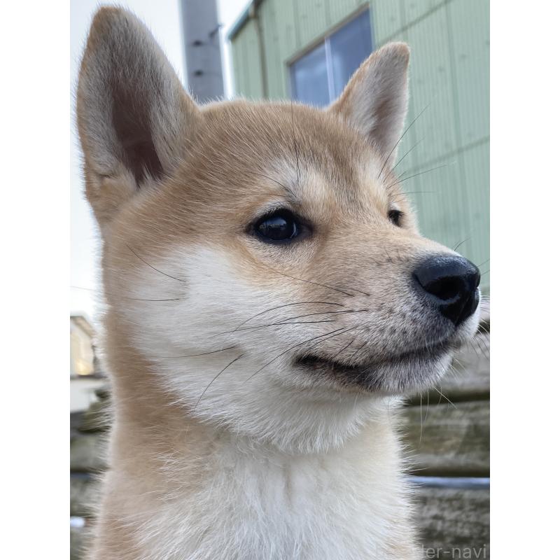 販売中の青森県の柴犬-438026の2枚目