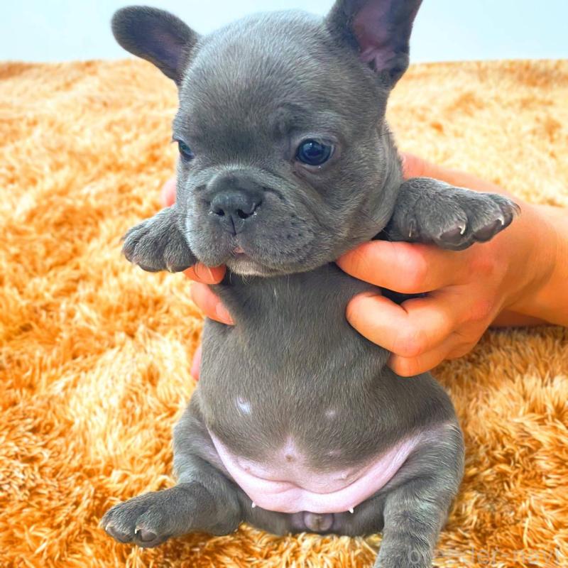 販売中の鹿児島県のフレンチブルドッグ-441647