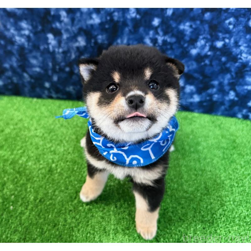 販売中の神奈川県の豆柴-447608の1枚目