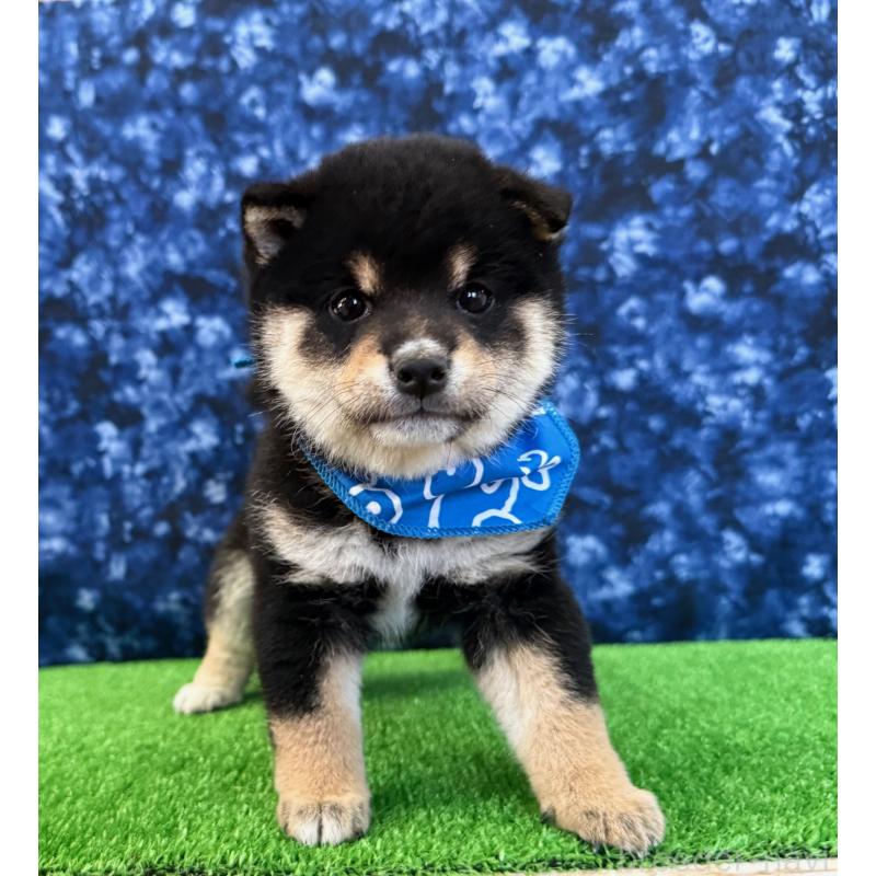 販売中の神奈川県の豆柴-447608の3枚目