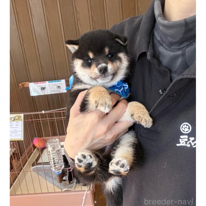 販売中の神奈川県の豆柴-447608の2枚目