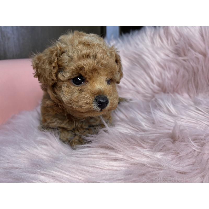 販売中の熊本県のタイニープードル-447612の5枚目