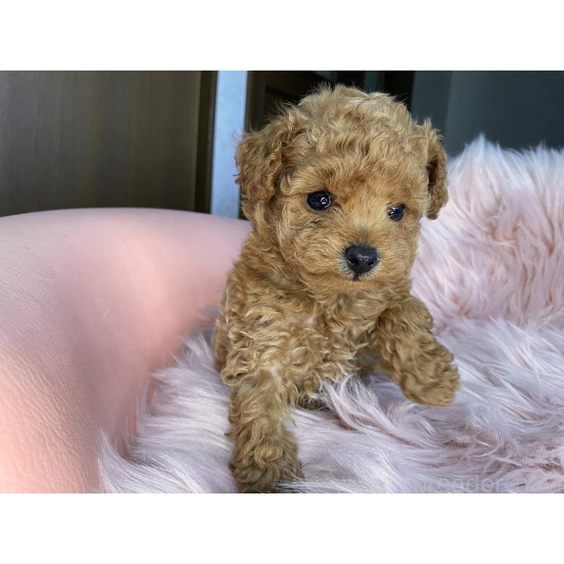 販売中の熊本県のタイニープードル-447612の4枚目