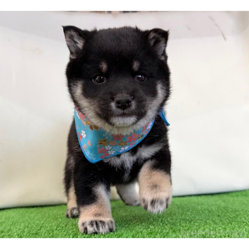 販売中の神奈川県の豆柴-447610