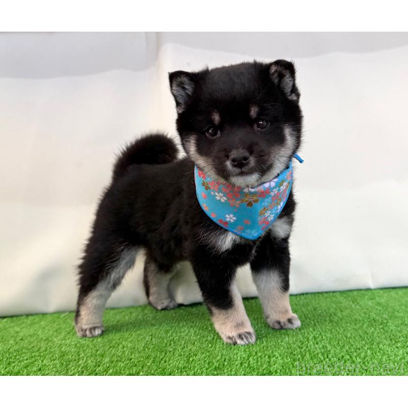 販売中の神奈川県の豆柴-447610の4枚目