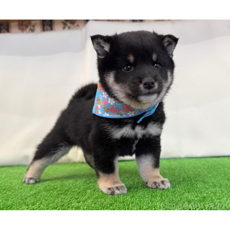 販売中の神奈川県の豆柴-447610の3枚目