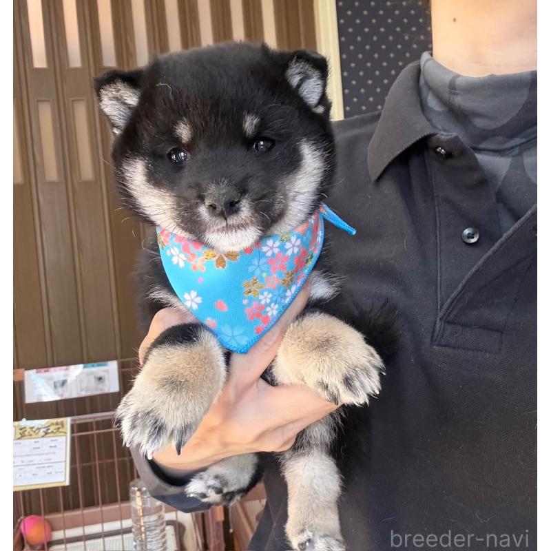 販売中の神奈川県の豆柴-447610の2枚目