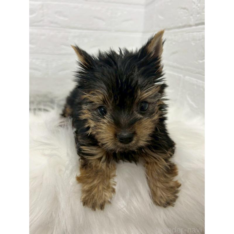 販売中の東京都のヨークシャーテリア-447609の6枚目