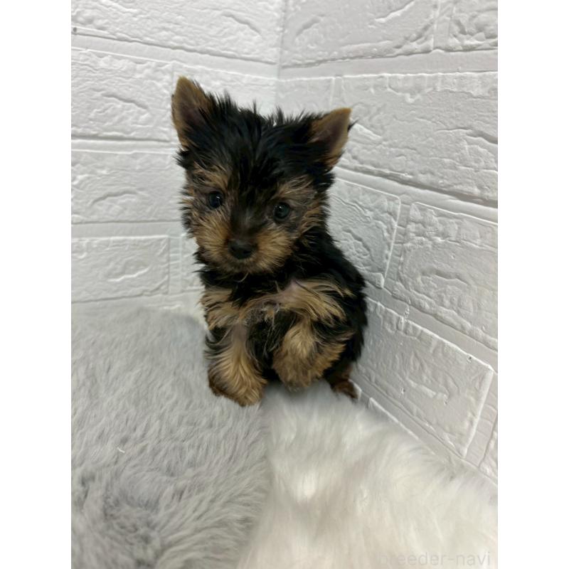 販売中の東京都のヨークシャーテリア-447609の3枚目