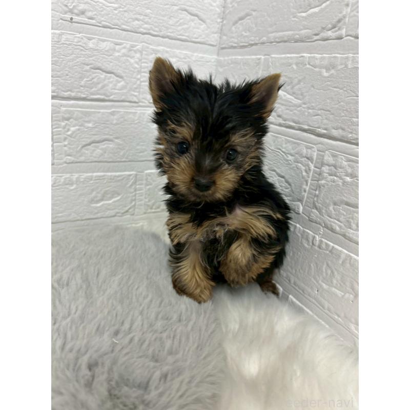 販売中の東京都のヨークシャーテリア-447609の2枚目