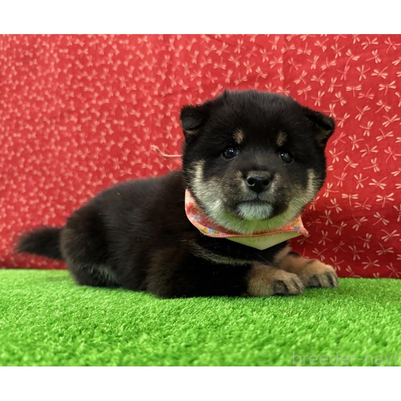 販売中の神奈川県の豆柴-447611の4枚目