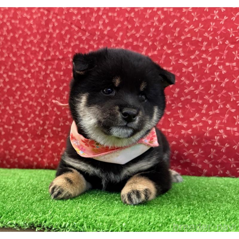 販売中の神奈川県の豆柴-447611の3枚目