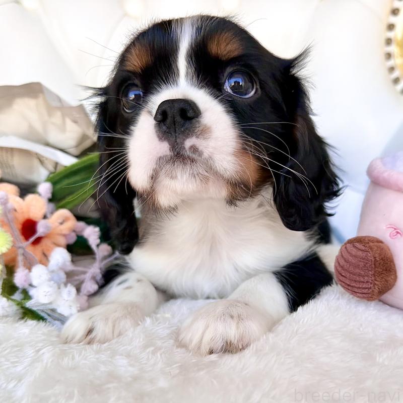 販売中の福岡県のキャバリアキングチャールズスパニエル-439702の26枚目
